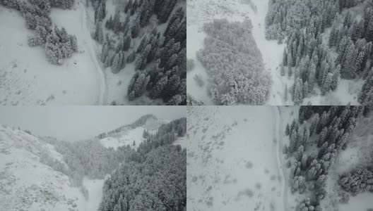 冬天的森林被新雪覆盖着高清在线视频素材下载