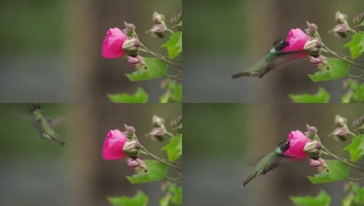 蜂鸟喂食花高清在线视频素材下载