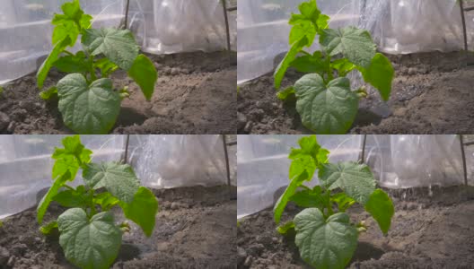 在菜园里给黄瓜浇水高清在线视频素材下载