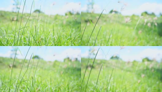 夏季阿尔卑斯山草地上的野花。洋甘菊、羽扇豆等花草在蓝天下迎风摇曳高清在线视频素材下载
