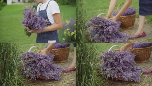 镜头跟随薰衣草在女性的手中，园丁放下鲜花在篮子里。难以辨认的苗条快乐的花商在花田户外工作。在阳光明媚的日子里照料植物的妇女。高清在线视频素材下载