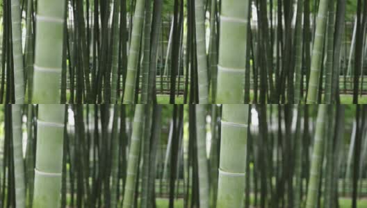 美丽的竹林在传统公园白天聚焦高清在线视频素材下载