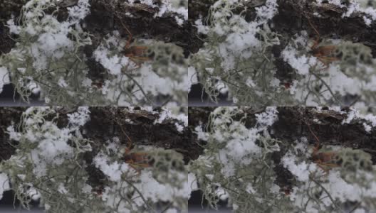 下雪时雪上的昆虫(雪蛾)高清在线视频素材下载
