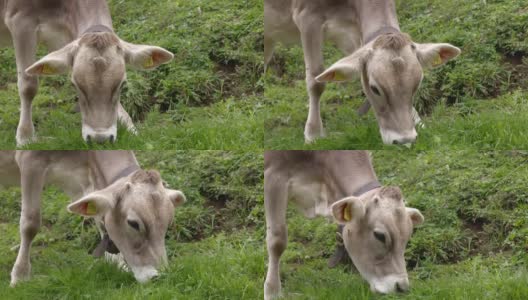 年轻的棕色小牛在吃草，瑞士山区春天的草地，大自然的天然食物提供新鲜健康的牛奶高清在线视频素材下载