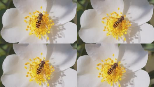 食蚜蝇、花蝇或食蚜蝇，昆虫科食蚜蝇。它们伪装成危险的昆虫黄蜂和蜜蜂。许多种类的成虫主要以花蜜和花粉为食。高清在线视频素材下载