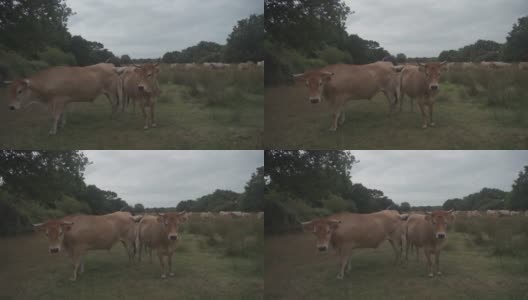 法国布列塔尼的利木赞奶牛。在法国北部布列塔尼地区，一群棕色的奥布拉克牛在草地上吃草。棕色奶牛的法国风景画。布雷顿奶牛在牧场上吃草高清在线视频素材下载