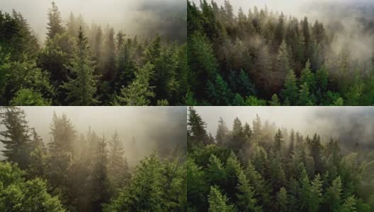 青山森林在晨曦的雾霭中摇曳。鸟瞰图的绿色松树和阳光突破。高质量4K拍摄高清在线视频素材下载