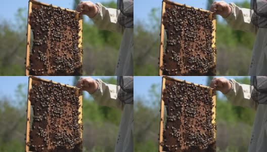 蜂房里的蜜蜂。蜂巢。养蜂人检查蜂箱。蜜蜂在蜂巢高清在线视频素材下载