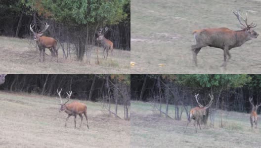 在交配季节的鹿高清在线视频素材下载