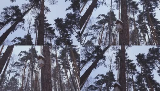 冬天森林里的老松树树干上有巢箱高清在线视频素材下载