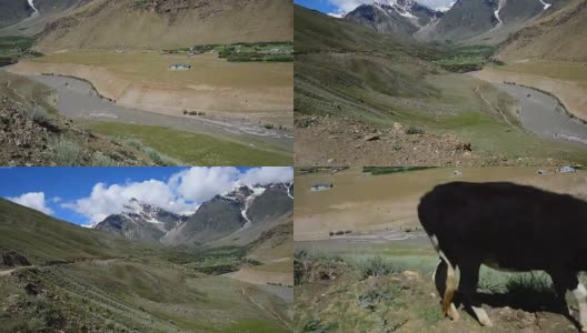 印度牛和路上的景色。去印度的斯利那加。手持拍摄的。高清在线视频素材下载