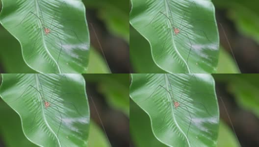 地窖里的蜘蛛站在蕨叶里高清在线视频素材下载