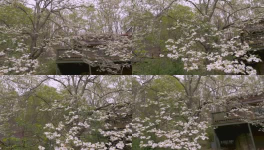 一间小木屋前，白色的山茱萸在春天盛开高清在线视频素材下载