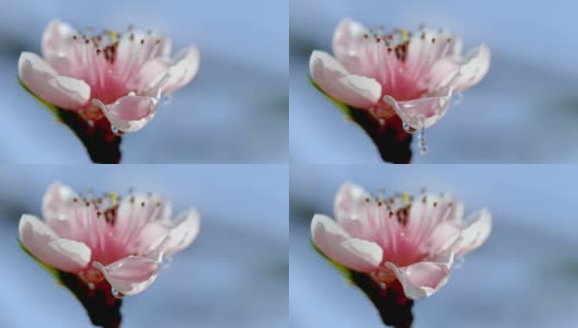 一滴水滴落在花上高清在线视频素材下载