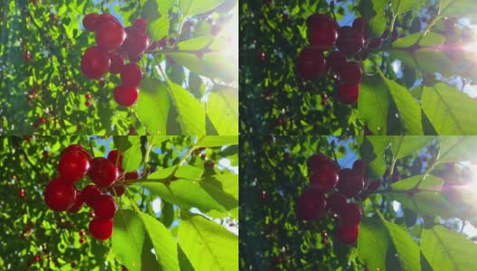 甜美的红樱桃高清在线视频素材下载