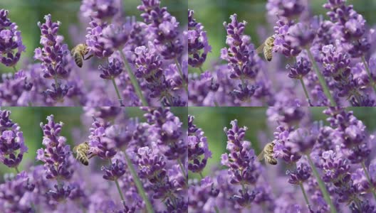 蜜蜂在令人惊叹的薰衣草丁香地里采集花蜜高清在线视频素材下载
