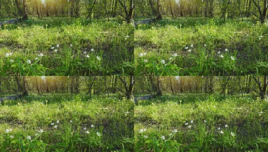 美丽的春天森林和鲜花，雪花莲。高清在线视频素材下载