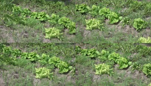蔬菜地的视频在真正的慢动作高清在线视频素材下载