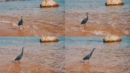 礁鹭在埃及红海的海滩上捕鱼高清在线视频素材下载