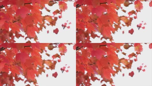 红色的秋叶在风中轻轻吹着，枫叶高清在线视频素材下载