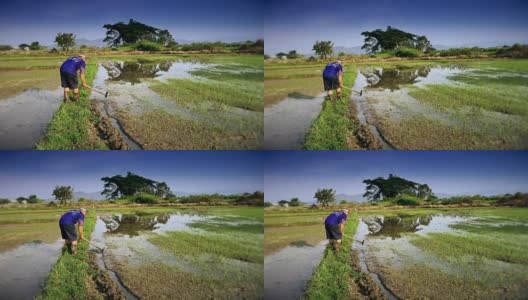 老农准备确保稻田种植。高清在线视频素材下载