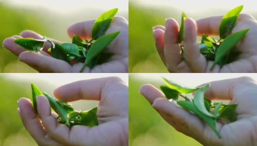 清晨的阳光下，茶园里新鲜的绿茶叶子。高清在线视频素材下载