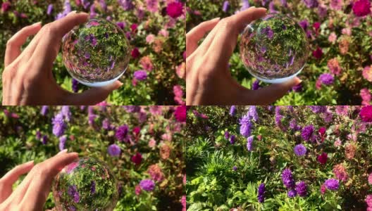女性手握魔法水晶球越过美丽的自然景观紫菀花田高清在线视频素材下载