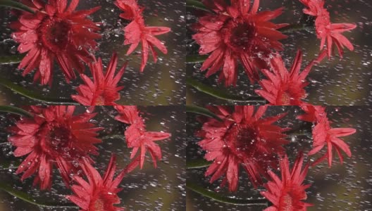 慢镜头垂直拍摄:雨中的雏菊，绿叶为背景高清在线视频素材下载