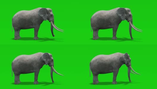 大象在绿色屏幕上行走的动画。概念动物、野生动物、游戏、返校、3d动画、短视频、电影、卡通、有机、色度键、角色动画、设计元素、可循环高清在线视频素材下载