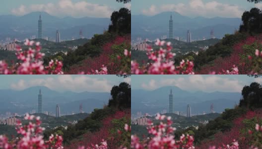樱花盛开的台北春景，台湾高清在线视频素材下载
