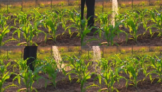 玉米地或玉米田和灌溉或园艺植物在农村有机农场农业中，美丽的阳光照射在玉米茎上生长在土壤上高清在线视频素材下载