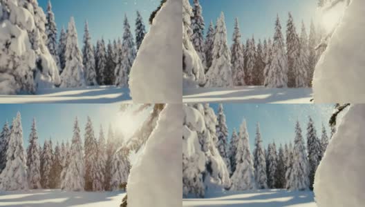 阳光照亮了高地云杉树上飘落的雪高清在线视频素材下载