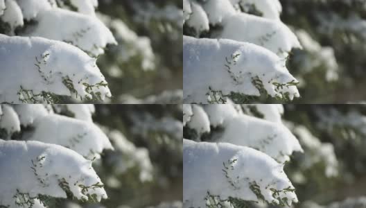 雪和冰下的杜松树枝和球果，在阴天下雪天。雪后霜冻的冬天。大自然永无止境的美丽。雪下的杜松子高清在线视频素材下载