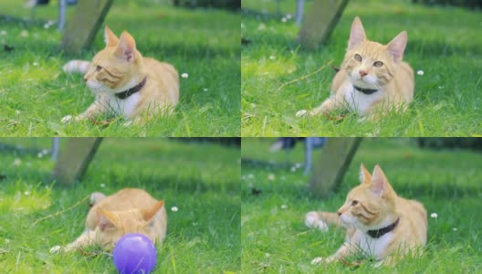 红斑猫坐在草地上四处张望高清在线视频素材下载