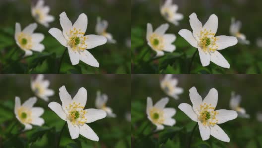 银莲花白色春季森林花朵特写高清在线视频素材下载