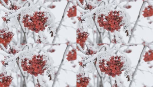 一束束红色成熟的山灰或花楸Quicken树花楸在冬天被雪覆盖高清在线视频素材下载