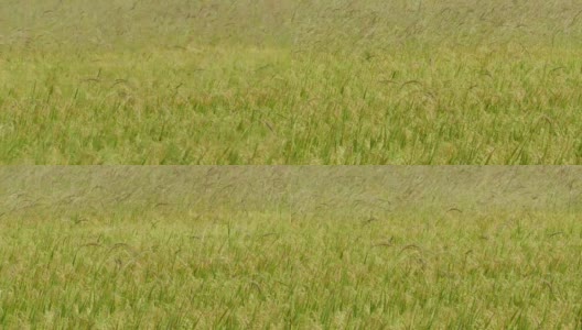金色的稻田在农村。高清在线视频素材下载
