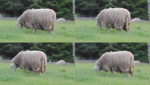 夏天，一只白羊在农场院子里吃草高清在线视频素材下载