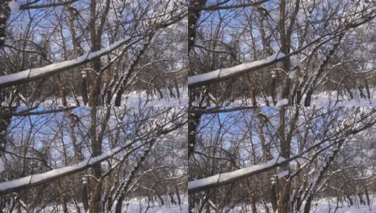 雪从树枝上缓缓落下高清在线视频素材下载