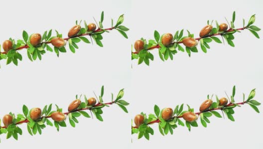 在一个孤立的白色背景上有绿色叶子和刺的树枝上的坚果高清在线视频素材下载