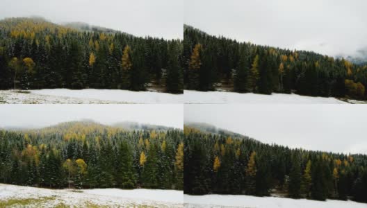 .Spruce雪森林。冬天美丽的自然背景高清在线视频素材下载