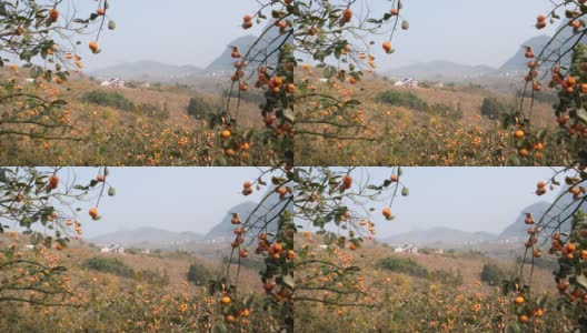 秋天的柿子树，中国桂林高清在线视频素材下载