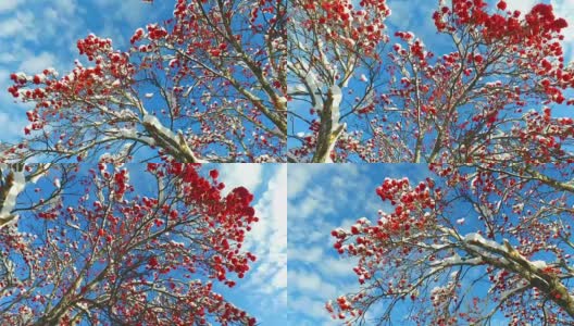 透过花梨树的树枝和红色浆果簇雪帽仰望天空与云彩高清在线视频素材下载