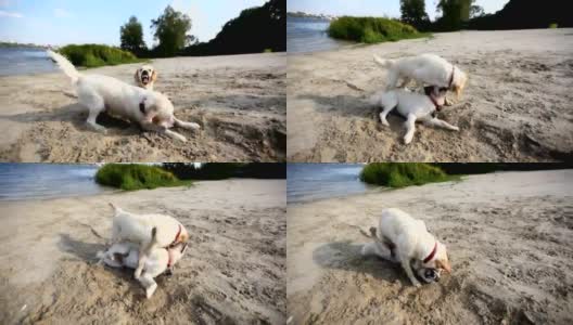 在河岸上打架的狗高清在线视频素材下载