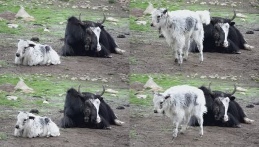 有趣的小牦牛被什么东西吓到了高清在线视频素材下载