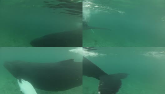 座头鲸水下特写高清在线视频素材下载