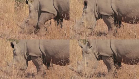 在南非放牧的犀牛高清在线视频素材下载
