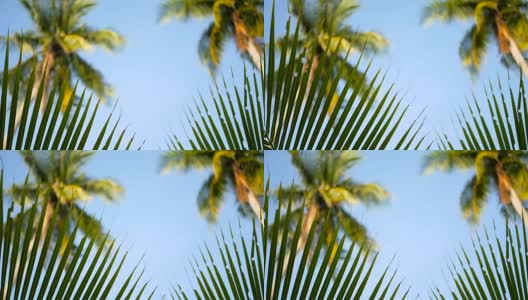 椰子树冠在蓝天阳光从地面的视角。高清在线视频素材下载