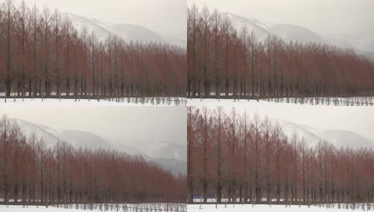 冬季有高山水杉高清在线视频素材下载
