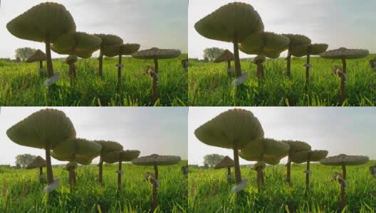 蘑菇-莱皮奥塔高清在线视频素材下载
